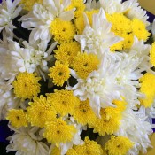 Chrysanthemums (3)